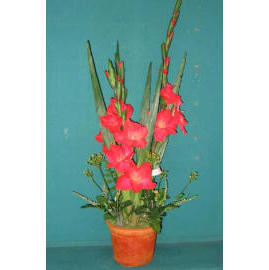 36``H GLADIOLUS IN POT