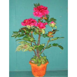 34``H PEONY IN POT (34``H PEONY В игре)