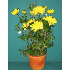 26``H CHRYSANTHEMUM IN POT (26``H chrysanthèmes à POT)