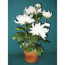 17``H CHRYSANTHEMUM IN POT (17``H хризантемы в POT)