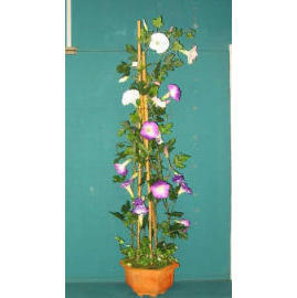 44``H MORNING GLORY IN POT