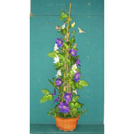 44``H CLEMATIS IN POT (44``H CLEMATIS EN POT)