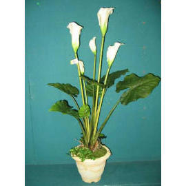 32``H CALLA LILY IN POT