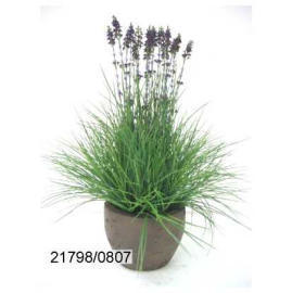 POTTED FLOWER LAVENDER (POTTED FLOWER LAVENDER)