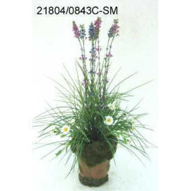 POTTED GRASS (EMPOTE GRASS)