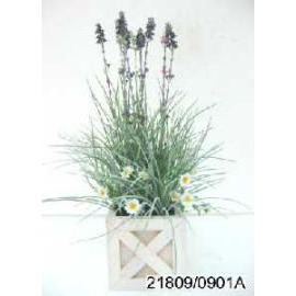 POTTED FLOWER LAVENDER (Zimmerpflanzen FLOWER LAVENDEL)