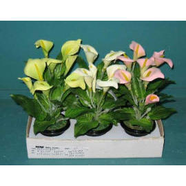 6``H MINI POTTED CALLA LILY (6``H MINI EMPOTE Calla Lily)