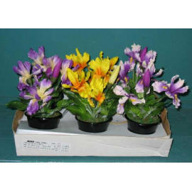 7``H MINI POTTED IRIS (7``H MINI POTTED IRIS)