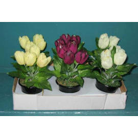 6``H MINI POTTED TULIP