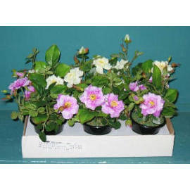 6``H MINI POTTED FLOWER
