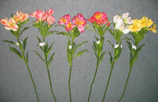 Alstromeria Spray- 31`` (Alstromeria Spray- 31``)