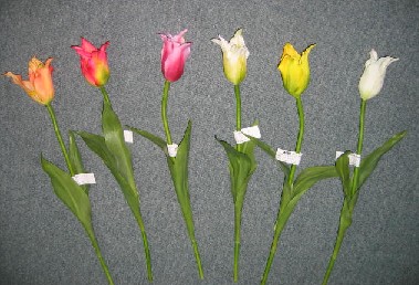 Tulip spray- 17`` (Spray Tulip-17``)
