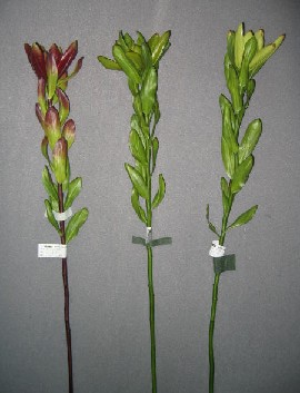 Protea Spray- 25``