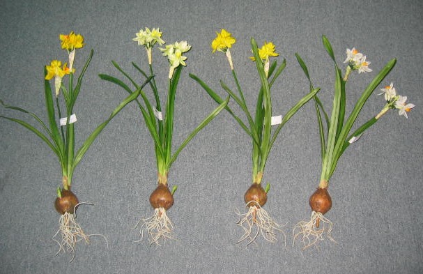 Narcissus Plant- 17`` (Narcissus Plant- 17``)