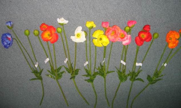 Poppy Spray- 32``