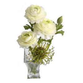 11``POTTED RANUNCULUS (11``POTTED RANUNCULUS)