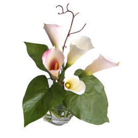 POTTED CALLA LILY-11.5``