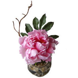 8``H POTTED PEONY (8``H POTTED PEONY)