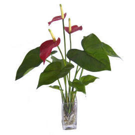 22``H POTTED ANTHURIUM (22``H EMPOTE ANTHURIUM)