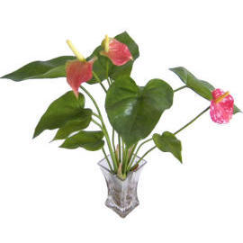 17``H POTTED ANTHURIUM (17``H POTTED ANTHURIUM)