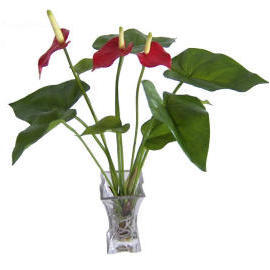 17``H POTTED ANTHURIUM (17``H Zimmerpflanzen ANTHURIUM)