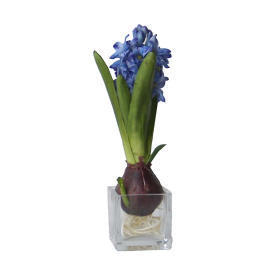 9.5`` POTTED HYACINTH (9.5`` POTTED HYACINTH)