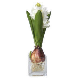 9.5`` POTTED HYACINTH