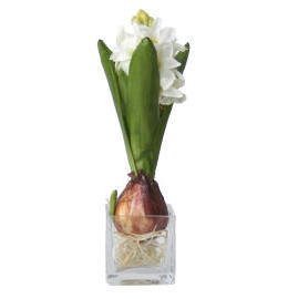 9.5`` POTTED HYACINTH (9,5``горшках ГИАЦИНТ)