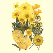 Yellow series Flower Collection (Yellow series Flower Collection)