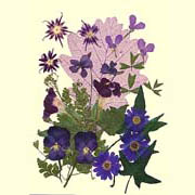 Purple series Flower Collection (Purple series Flower Collection)