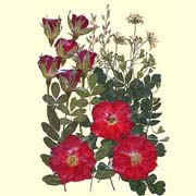 Rose garden Flower Collection (Rose garden Flower Collection)