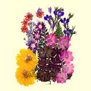 Garden Design Pack-Cosmos Yellow (Garden Design Pack-Cosmos Yellow)