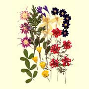 Garden Design Pack-Laceflower Red (Garden Design Pack-Laceflower Red)