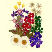 Garden Design Pack-Larkspur Blue (Garden Design Pack-Larkspur Blue)
