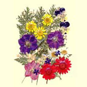 Garden Design Pack-Larkspur Purple (Garden Design Pack-Larkspur Purple)