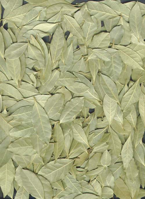  Oregano, Bay Leaves (Орегано, лавровый лист)