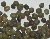  Liquorice Seed (Süßholz-Seed)