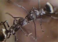 Caucams Dry Powder Spine Ant (Caucams Dry Powder Spine Ant)