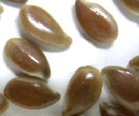  Flax Seed (Льняное)