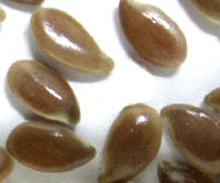  Flax Seed (Leinsamen)