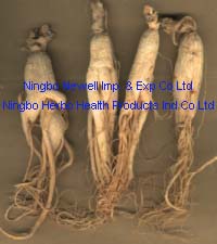 Ginseng-Wurzel (Ginseng-Wurzel)