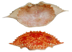  Crab Shell (Crab Shell)