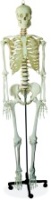 Life-size Skeleton 170cm Tall (Life-size Skeleton 170cm Tall)