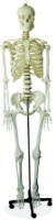  Life-size Skeleton 170cm Tall (Life-size Skeleton 170cm Tall)