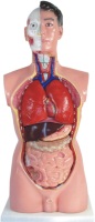  85CM Male Torso 19 Parts (85CM Male Torso 19 Teile)