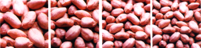  All Sizes Of Peanut In Shell (Toutes les tailles d`arachides en coque)