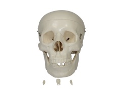  Life-size Skull (Жизнь размеров череп)