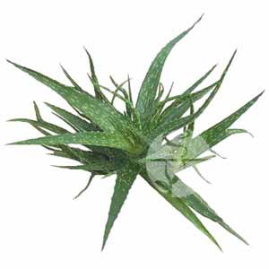  Unique Sweet Aloe Vera Leaves (Уникальный Sw t листьев алоэ вера)