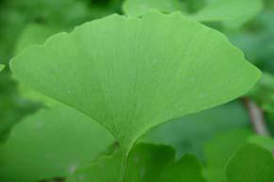  Ginkgo Biloba Extract ( Ginkgo Biloba Extract)