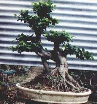  Ginseng Ficus, Bonsai Trees (Женьшень фикус, бонсай деревья)